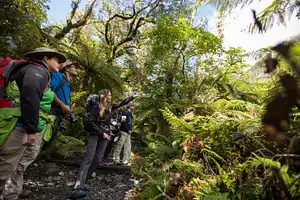 Milford Track guided walk from Te Anau
