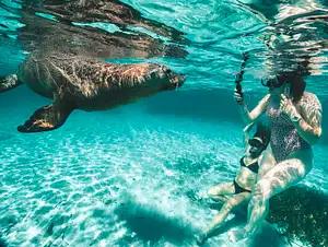 3 island cruise shoalwater islands marine park