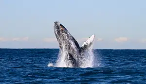 Whale discovery tour - Lake Macquarie