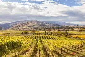 Bannockburn Hop-on Hop-off Wine and Beer Tour | From Queenstown