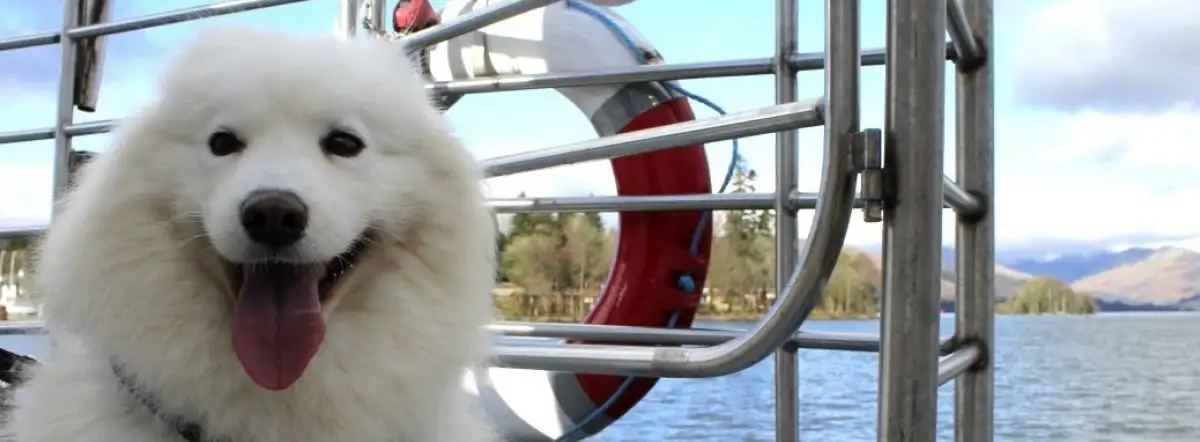 Tail Wags & Tidal Waves