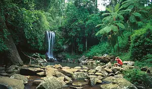 Tamborine Mountain - Hop On Hop Off + Glow Worms & Rainforest Skywalk From Brisbane or Gold Coast